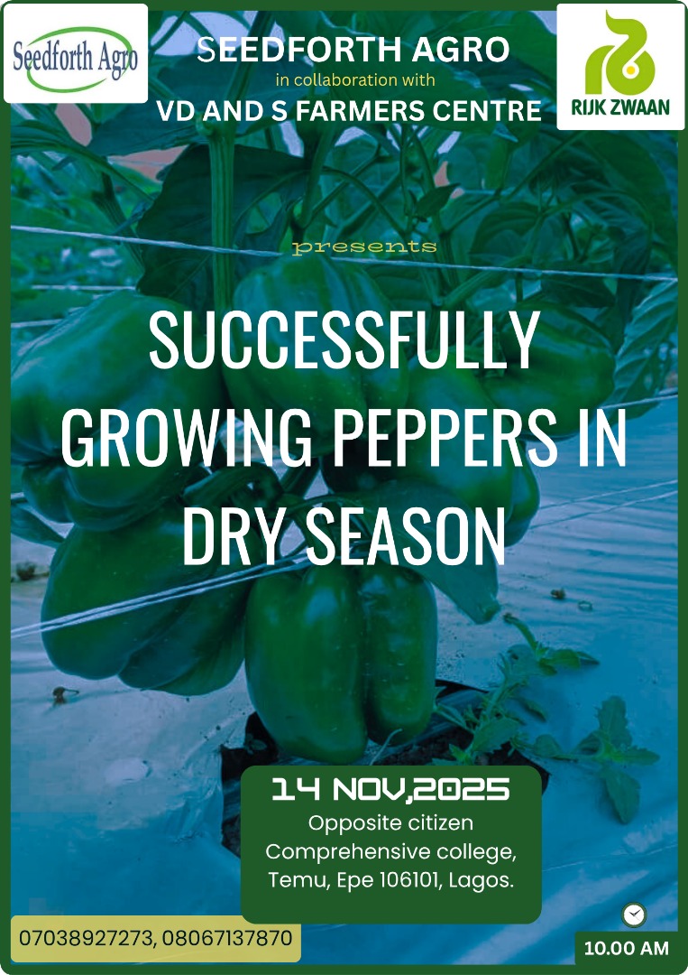 okoreuchenna's tweet photo. Lagos pepper farmers, una ready? 
Make we yarn better juju for #NutrientManagement + #IPM wey go scatter pests, boost yield!
#Mawenzilli #RedjetRZF1 #Reggeaton #NaijaFarmers  
Drop una own pepper gist for comment 
#DrySeasonPepper #Lagos #Agriculture https://t.co/q1nZyYMuDB