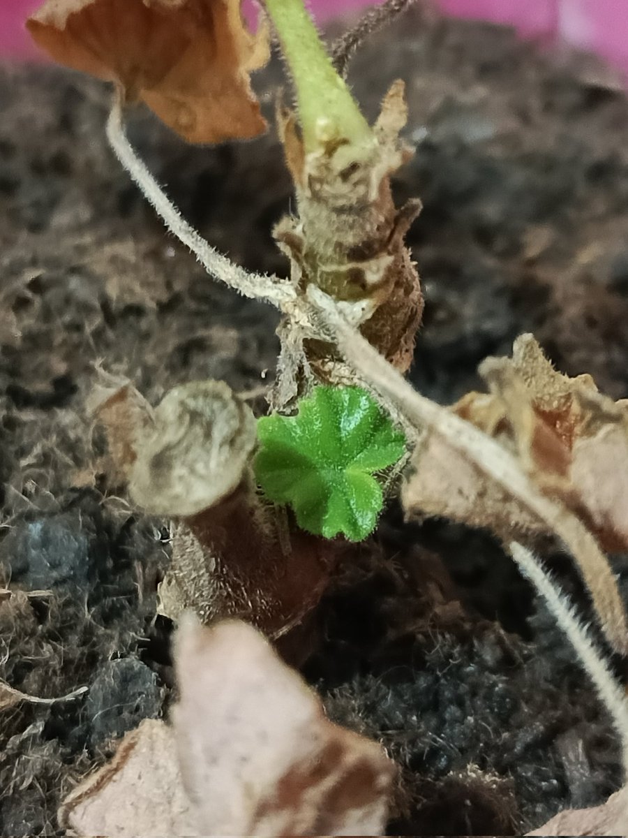 Look at our baby leaf 🥺welcome darling!