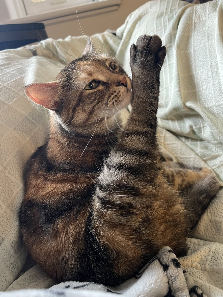 marbledacat's tweet image. pose with mine legg