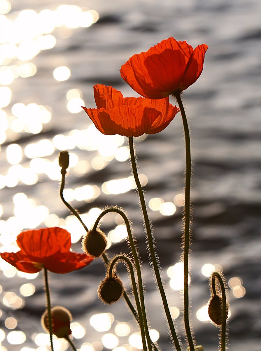 Lest we forget. #RemembranceDay