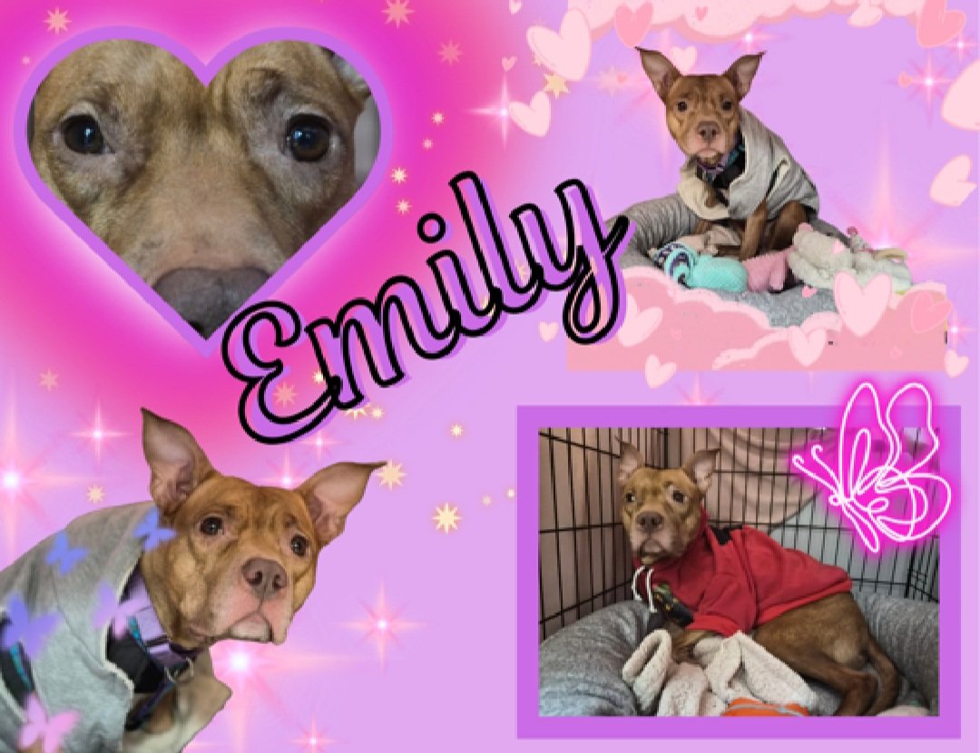 MorgFairsdogs's tweet image. Emily 239673
Kill Command 
#NYCACC #RescueOnly 
She is a shy 2 yr old
Has CIRDC 🚑
Tense with tail tucked and whale eyes
Tries to avoid interaction but is trying so hard to be brave
Help save Emily!
#Pledge4Rescue #foster #adopt