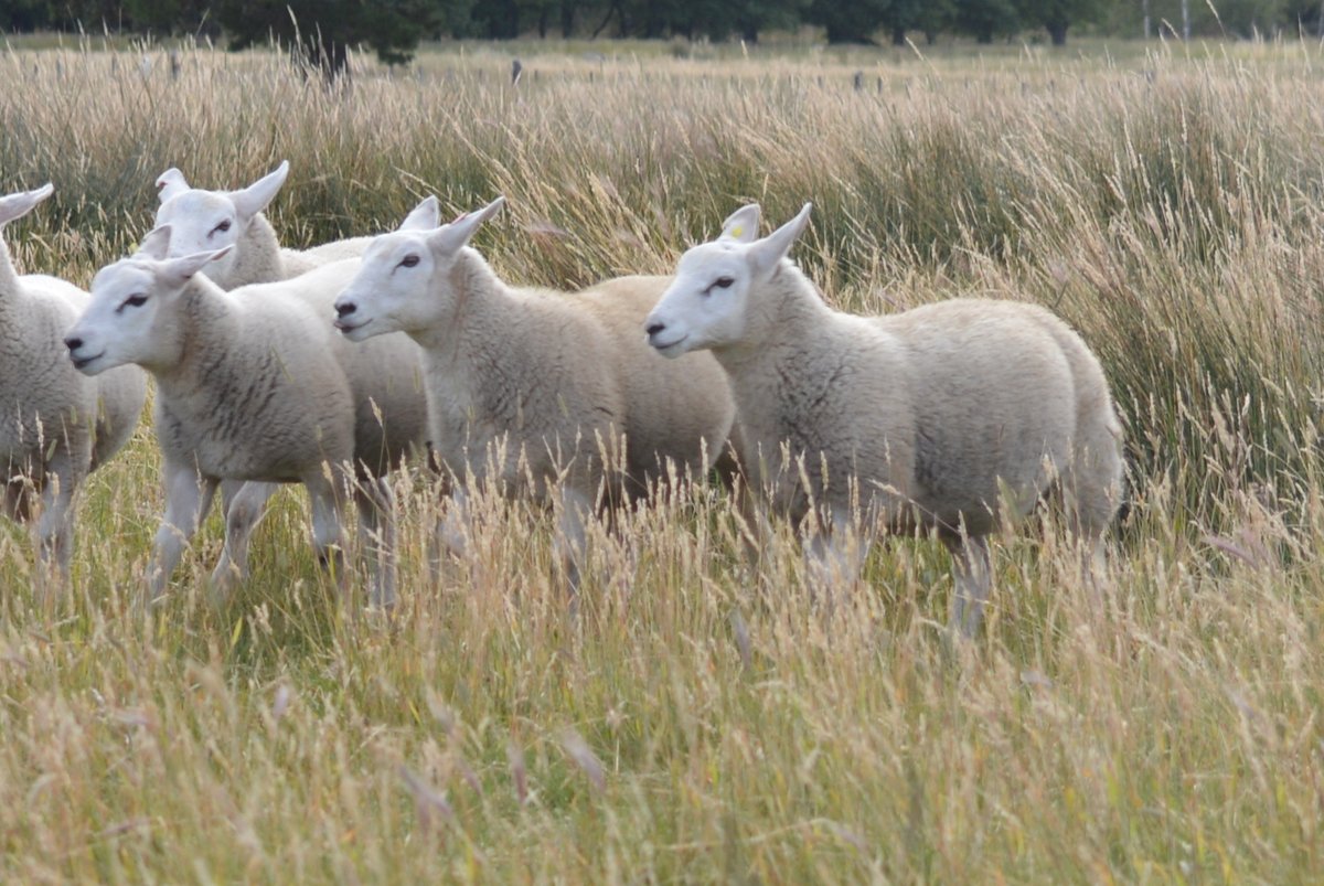 Manejo ovino: claves para un trabajo eficiente🐑

Desde el <a href="/intaesquel/">EEAf INTA Esquel</a> presentaron una guía técnica que permite reducir tiempos, esfuerzo físico y riesgos, tanto para el personal como para los animales.

👉🏼bit.ly/3LyDFKA