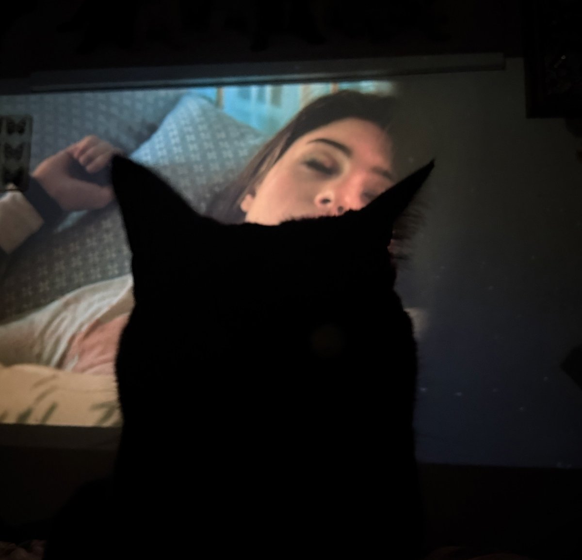 my cat just sat right in front of me while i’m trying to watch stranger things???