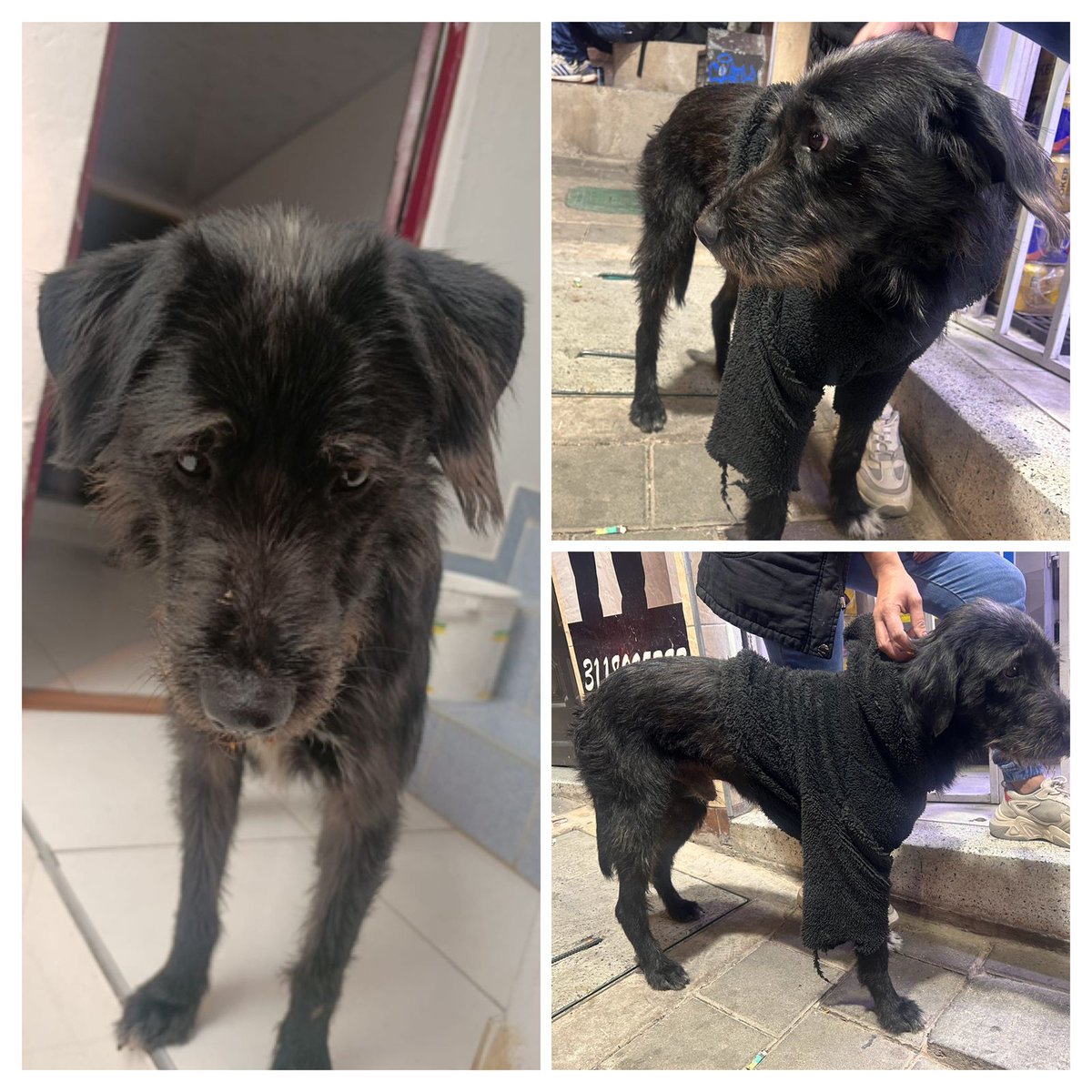 🆘️🆘️ Buscamos ángeles que quieran apadrinar a este elegante caballero que dejaron amarrado y abandonado 💔💔🙏🙏 si se animan, me escriben al 321 2598051?