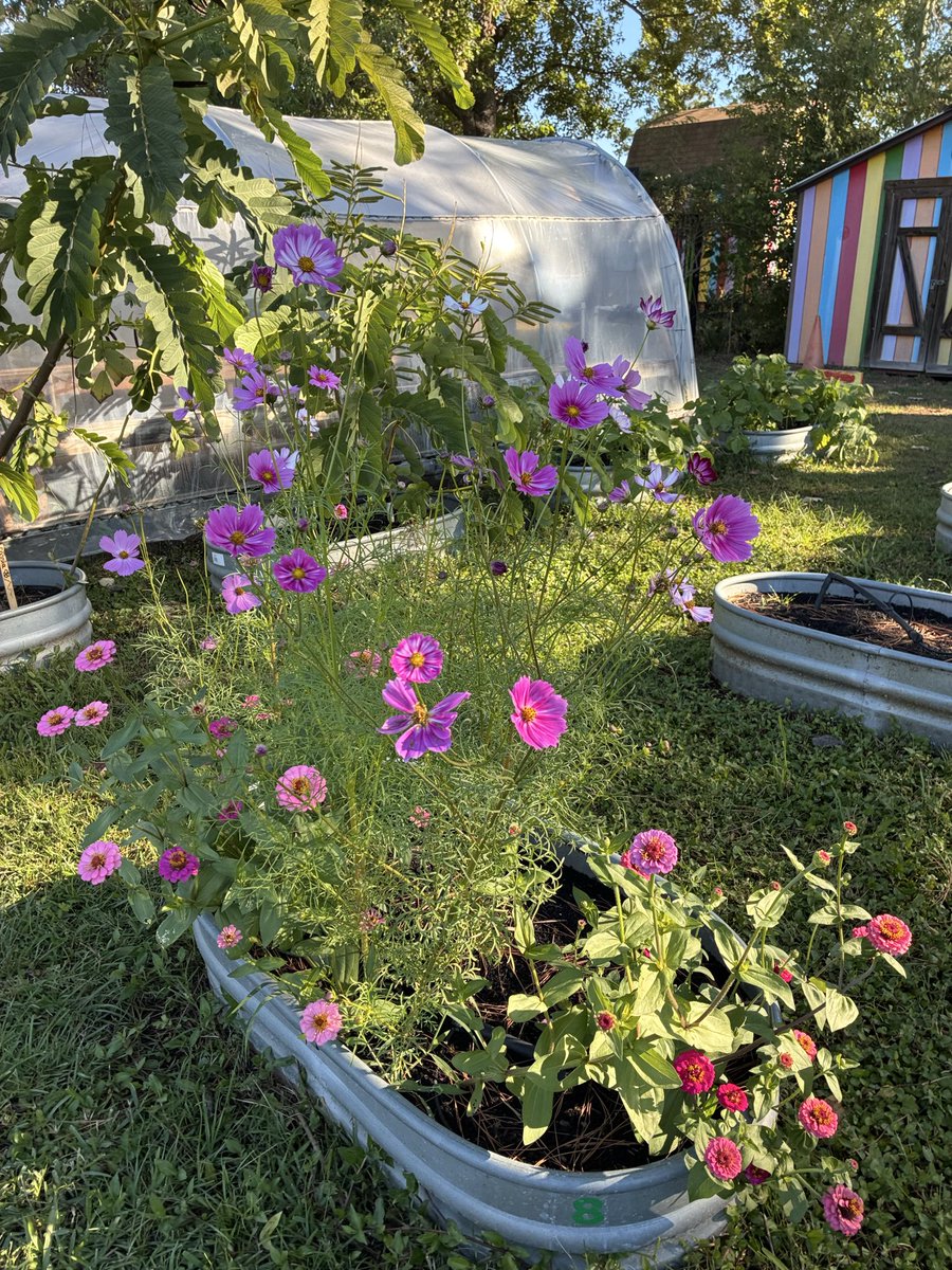 Angela Hoang tweet media