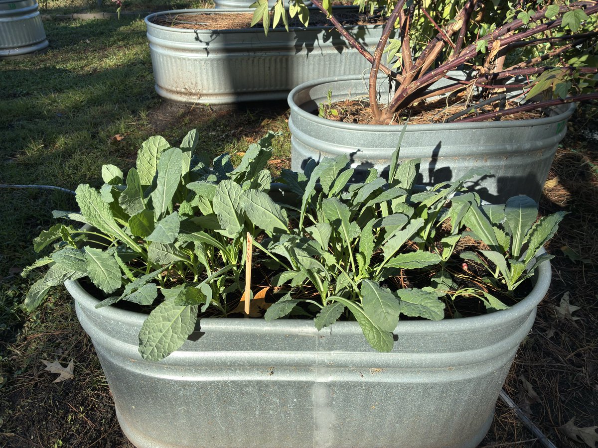 Angela Hoang tweet media