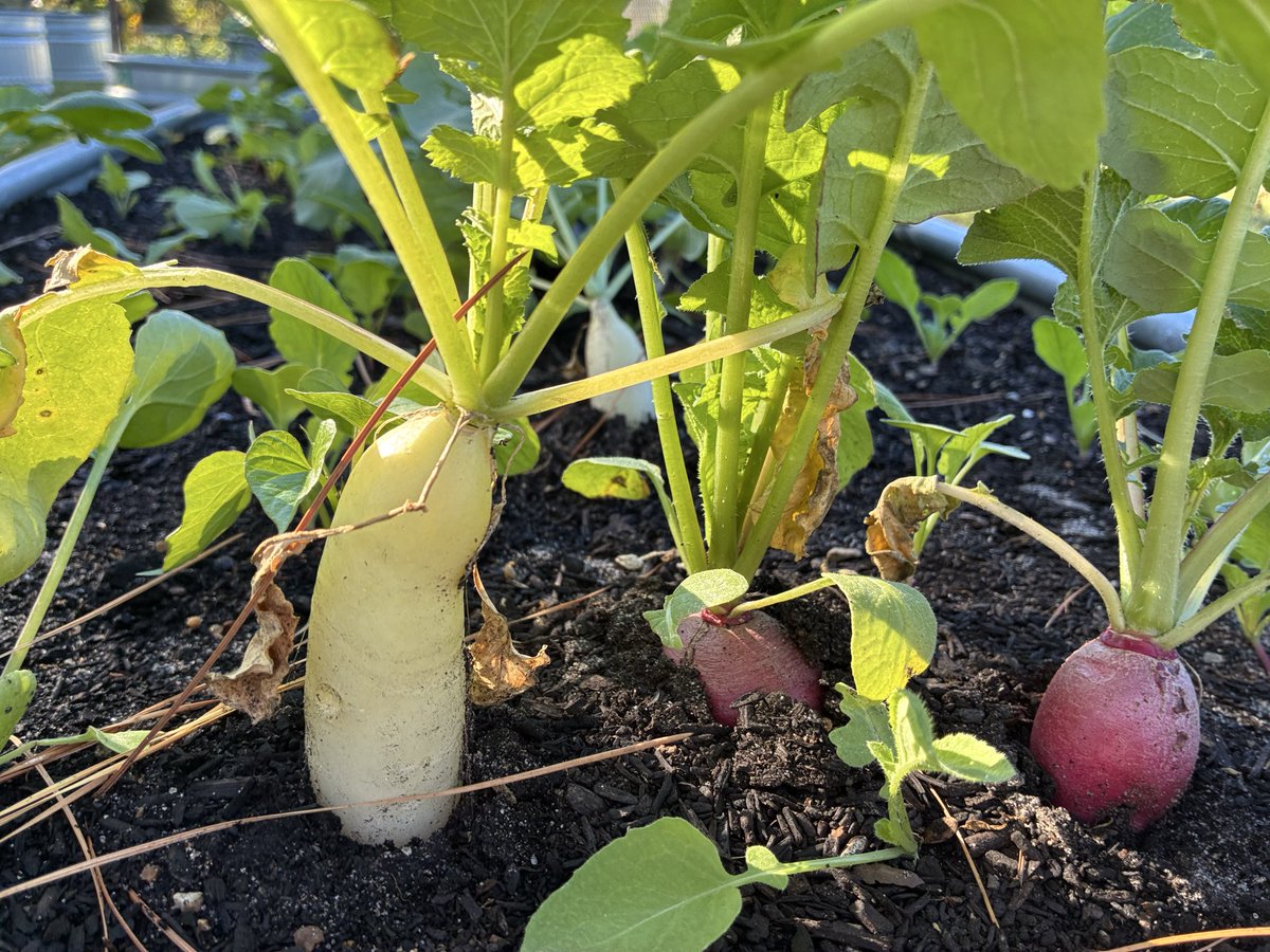 Angela Hoang tweet media