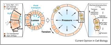 Epithelial Transport Group tweet media