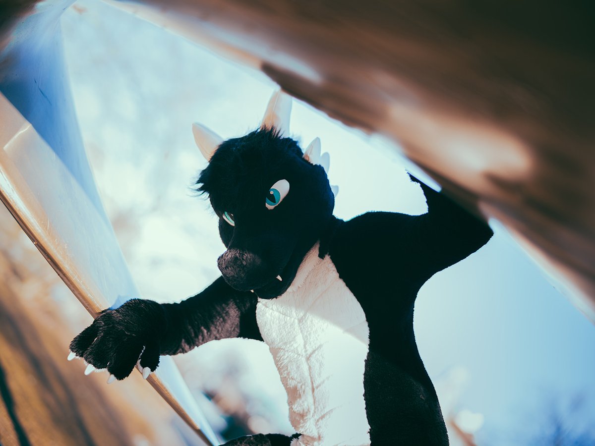 Don't mind me. Just exploring this shiny thing! 👀

📸 <a href="/SyndraFox/">Syndra</a> 
#fursuit #furry