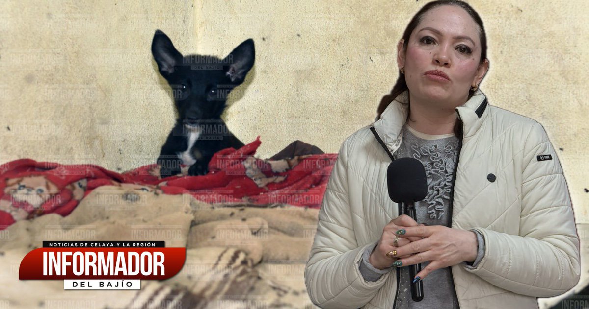 🔴📌#Villagrán será municipio piloto del programa “México Sin Callejeros” 🐶 🐾 

✅ El plan busca reducir la población de perros en situación de calle mediante esterilizaciones, adopciones responsables y registro de mascotas.

👀 Ver más 👉 informadordelbajio.com/villagran-sera…