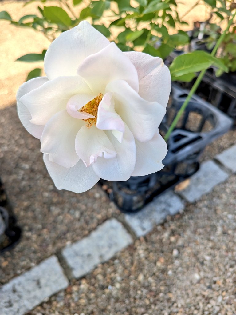 いちりん🌼💐 (@ichirin_MHMH) / Posts / X