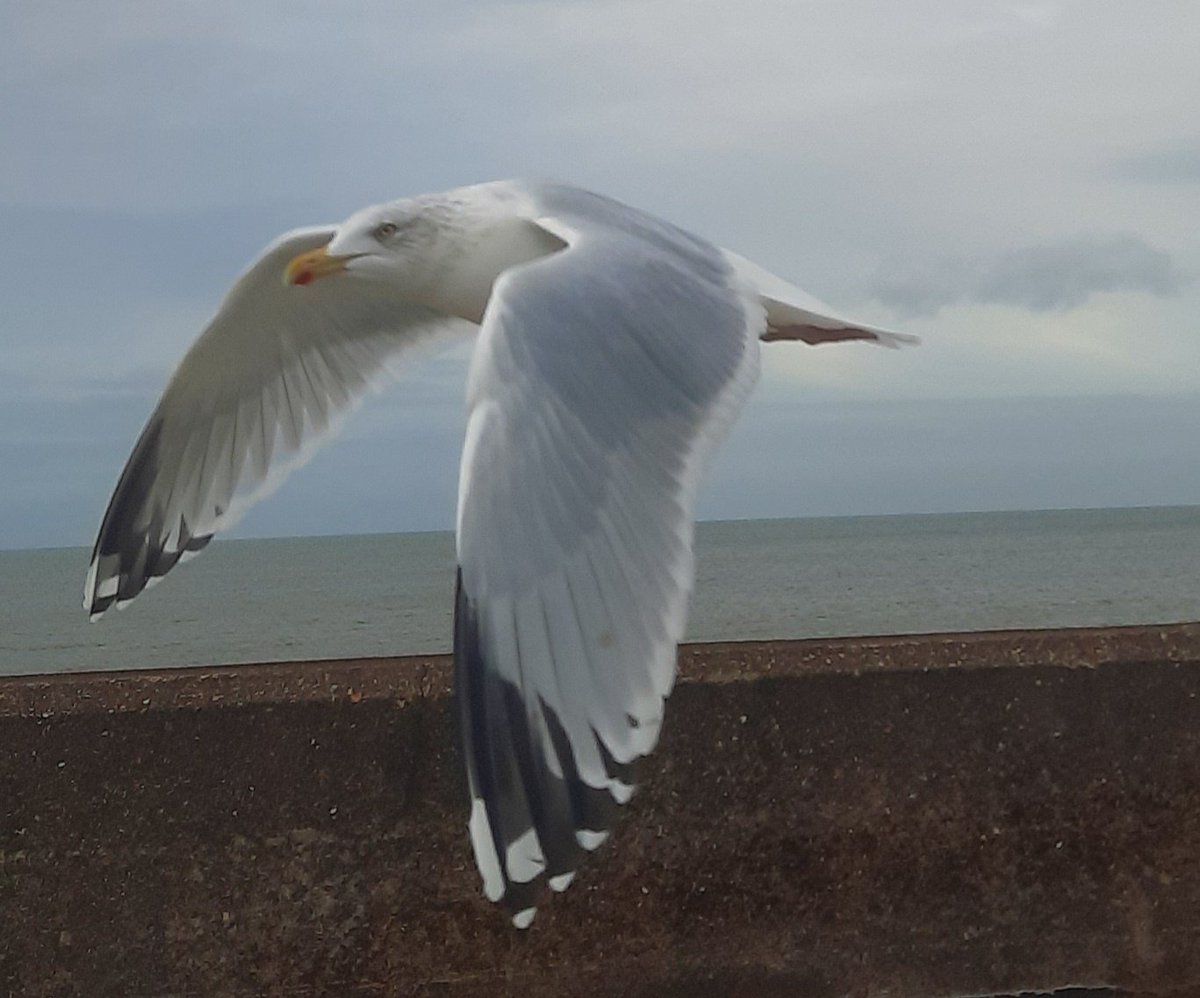 mycathardy's tweet image. Seagull in flight at Hunstanton #seagull #birds #feathers #Hunstanton