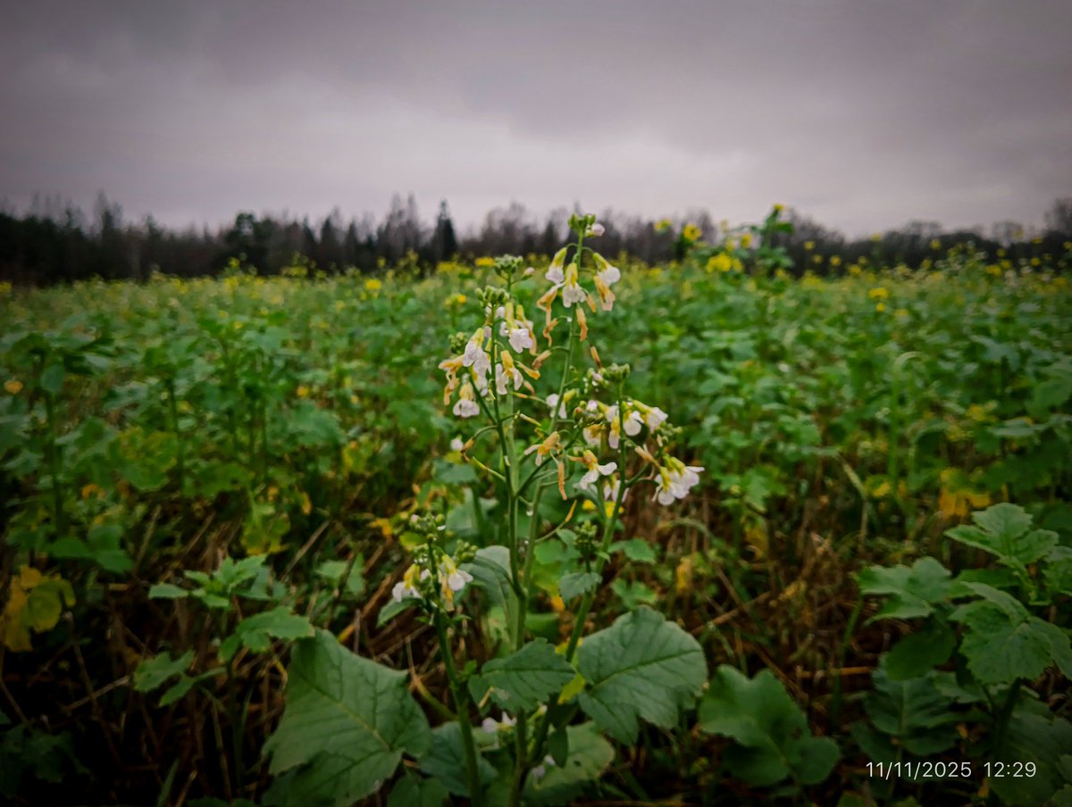 LatvianNature's tweet photo. Novembra puķes Valmieras novada laukos. 🌸🌫️

#puķes #ziedi #augi #flowers #novembris #daba #nature #naturephotography #latvija #latvia #lv https://t.co/uQcuQtdVxR