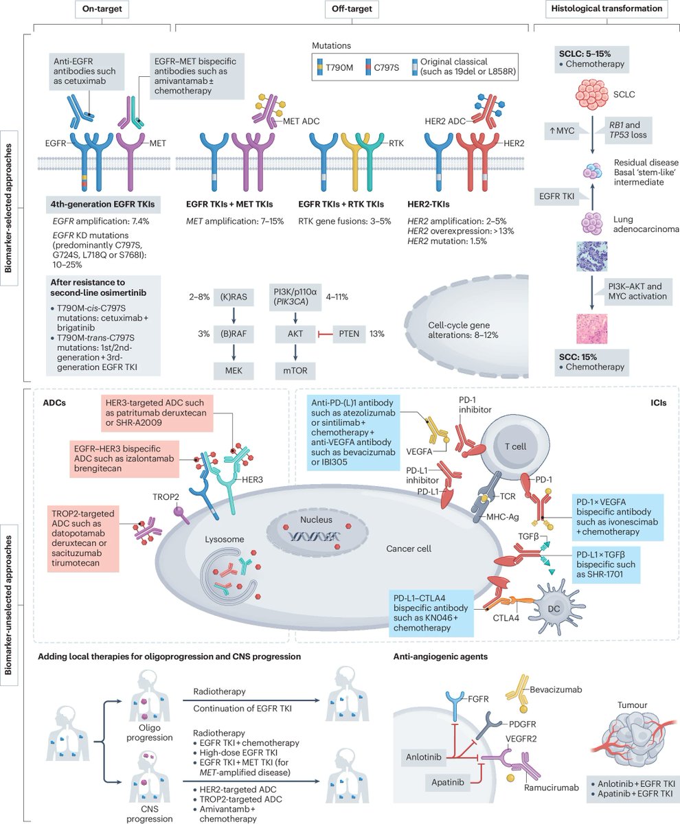 Navigating the landscape of EGFR TKI resistance in EGFR-mutant NSCLC — mechanisms and evolving treatment approaches

nature.com/articles/s4157…