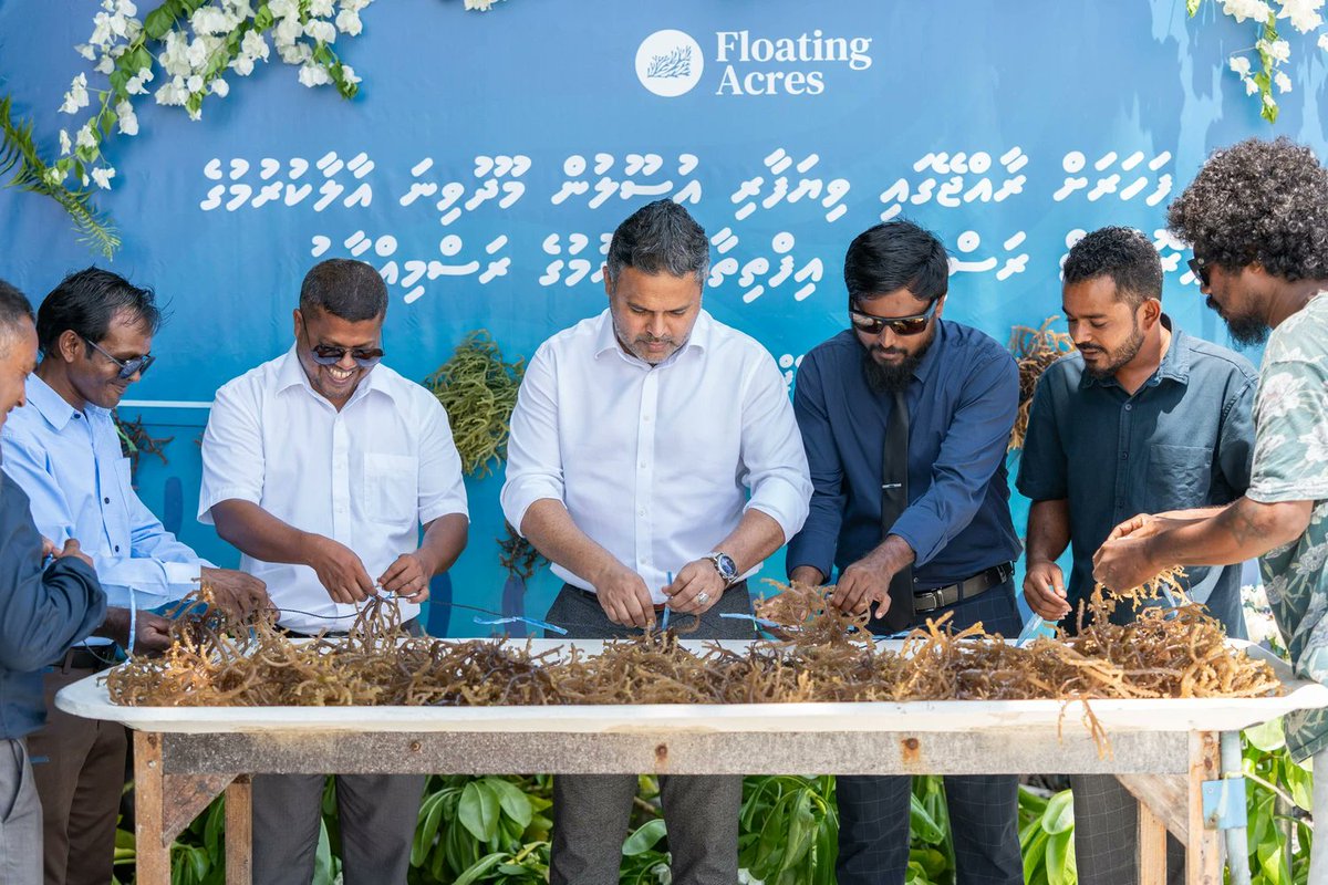 Shiyamaldives's tweet image. Congratulations to Floating Acres Pvt Ltd and the team for their relentless hard work and dedication in successfully cultivating seaweed in the Maldives, a  project started 8 months ago in B. Fehendhoo and today they are ready for export.  

This remarkable achievement marks an…