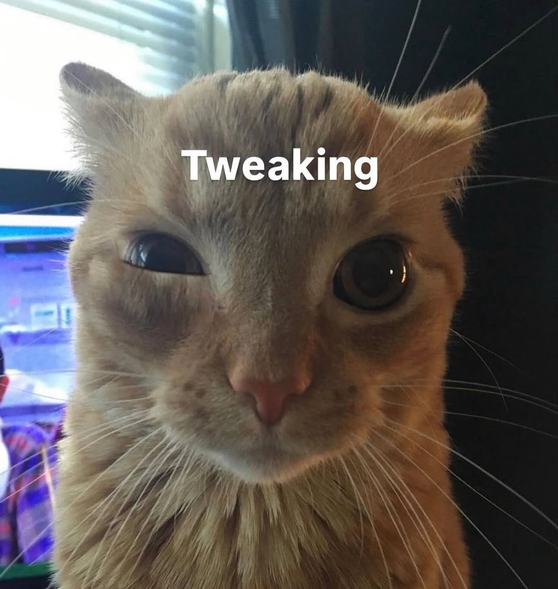 LiterallyMeCats (@literallymecats) on Twitter photo 