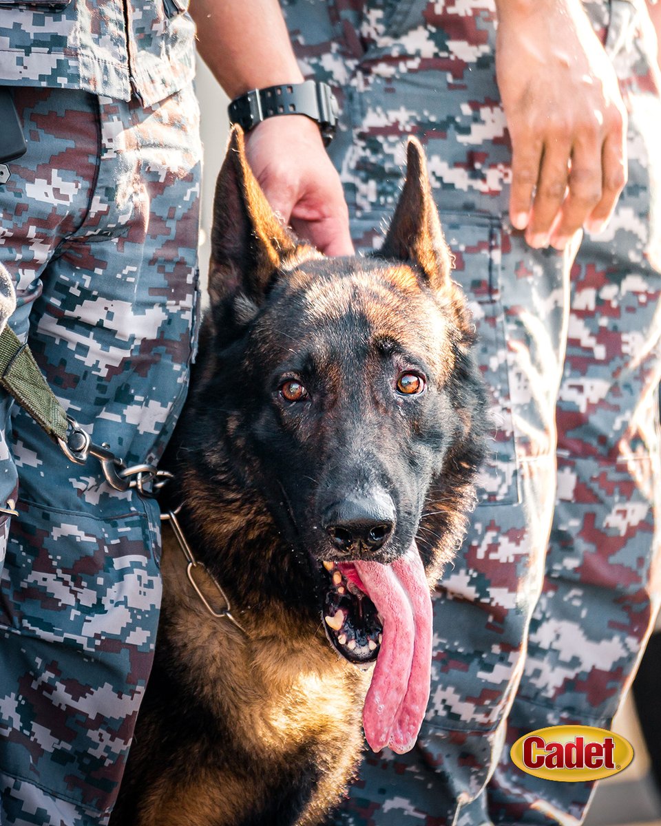 CadetPet's tweet image. Thank you to all who serve our country! 🇺🇸 #VeteransDay

#CadetPet #veteransday2025 #militarydog