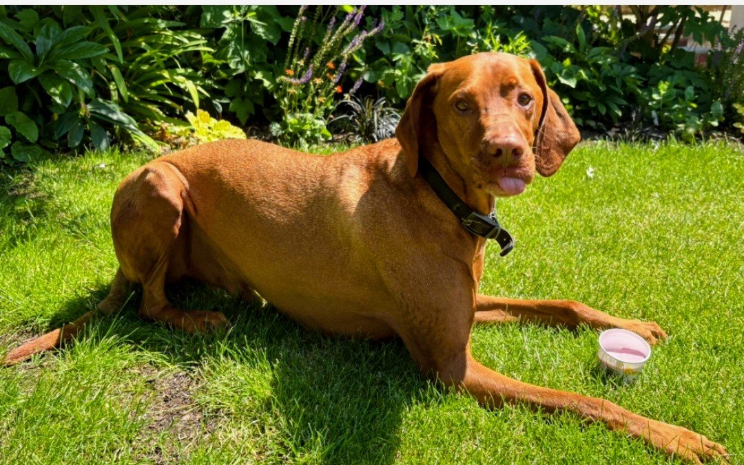 COOPER HOME SAFE. THANKS FOR RT's 😊🐕🐾

🆘8 NOV 2025 #Lost Cooper #ScanMe 
Hungarian Vizsla Male 
High Street #Haslemere #GU27 East Hampshire 
Last seen running past Haslemere Train station around 8pm on the 8th November, no sightings since doglost.co.uk/dog/200846