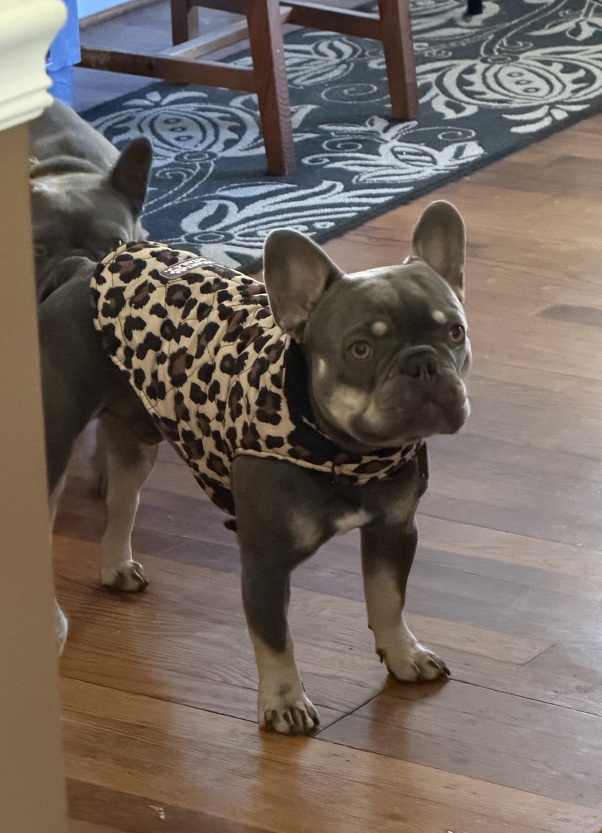 💅 fashionista Pierre
