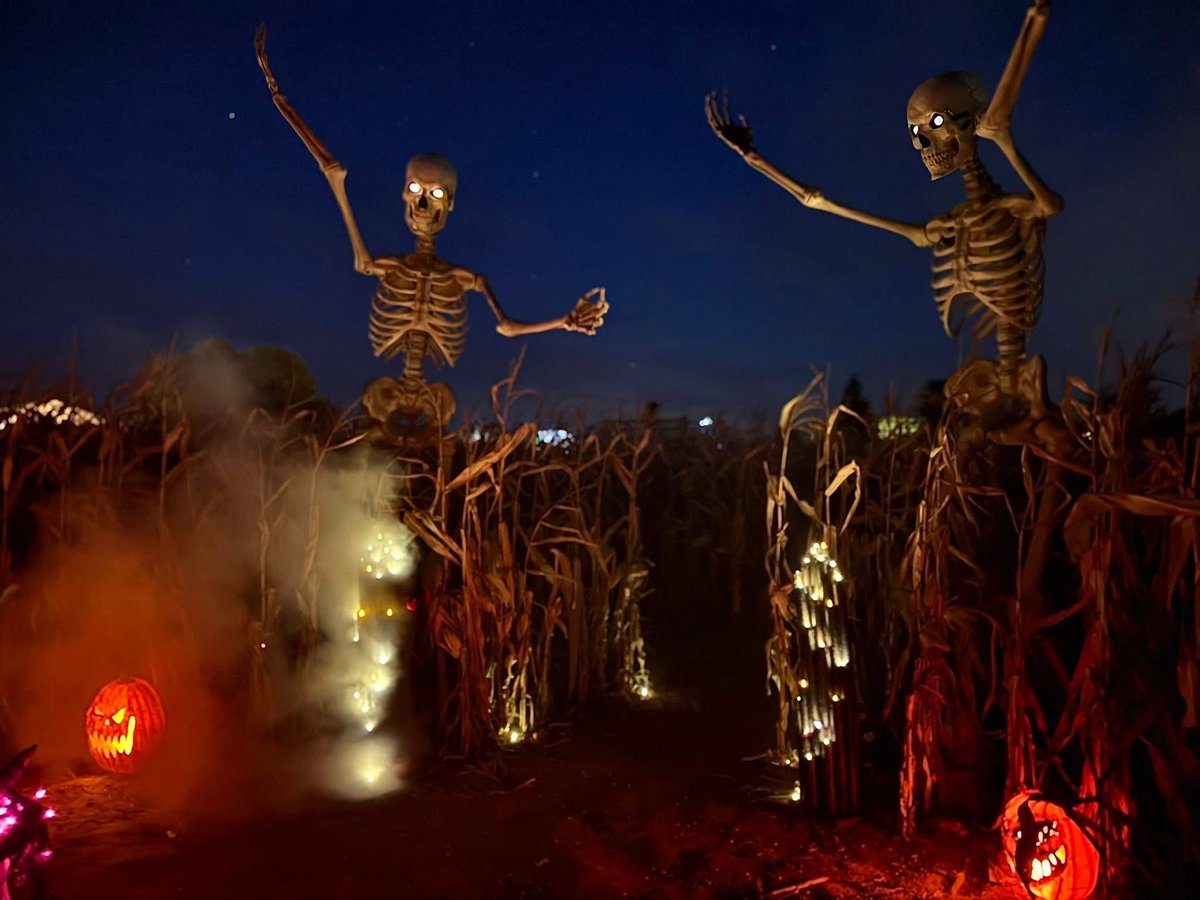 StephenLemieu15's tweet image. Can’t wait to do this corn maze next year.  It was a great venue for the price.   This is the haunted corn maze out on by Schuyler Farms in Schuylerville NY on October 18, 2025.    #HappyHalloween2025 #cornmaze #haunted #hauntedcornmaze #night #fright #scary #SchuylervilleNY