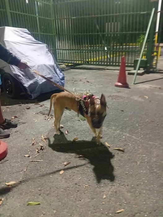 A64029345's tweet image. Este perro está extraviado desde ayer , lo encontraron en la calle Chacao , tiene un boxal  se encuentra en la garita de la zona J en Macaracuay por favor difundan en sus grupos de macaracuay para ver si encontramos a sus dueños, algun rescatista de la calle Chacao