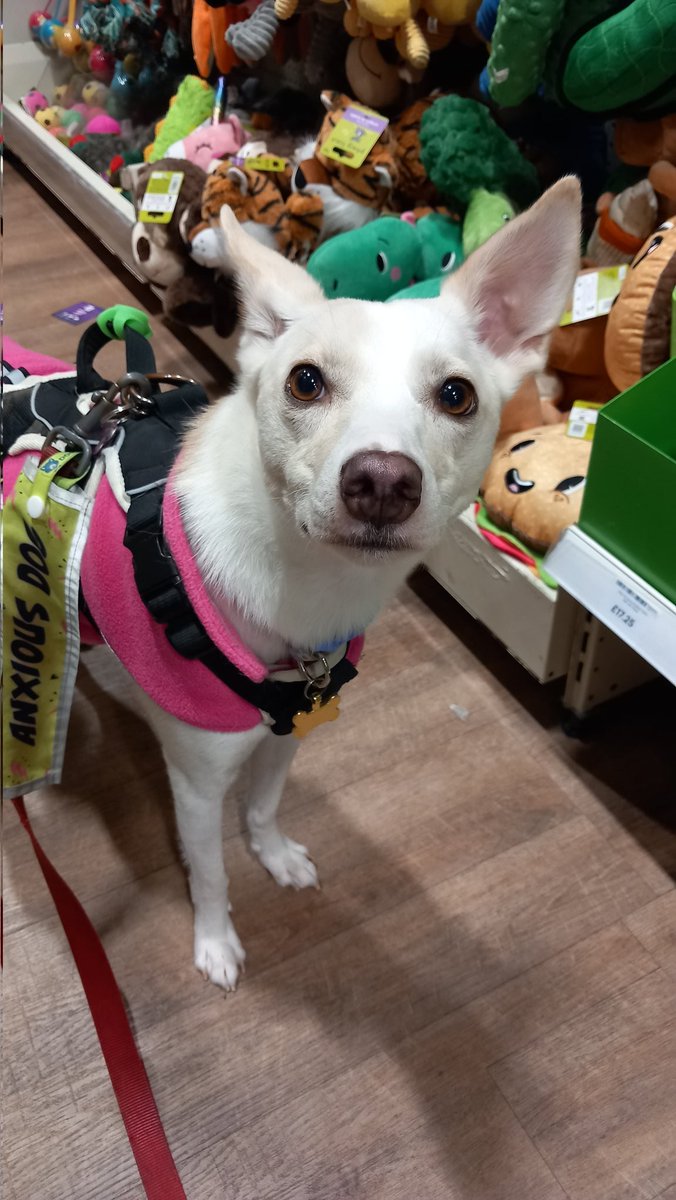 StevenRowlatt's tweet photo. @Phil_Sledge Here's Bonnie! #bonniefromromania #dogsofX https://t.co/rxNVWbyaeq
