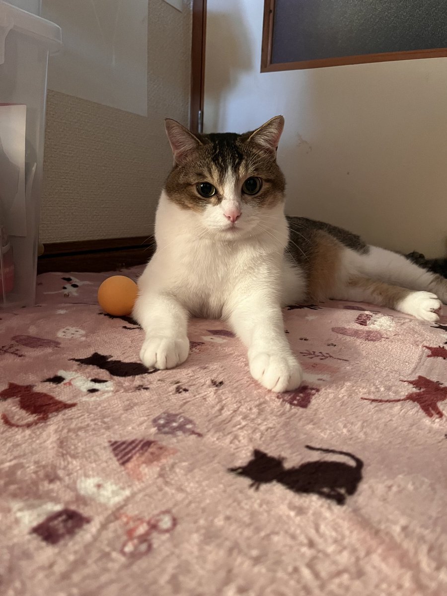 まーくんページ 新しい仲間紹介😉 ゲイのまーくん！ 左はいつも可愛がってくれる お