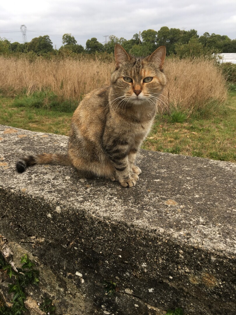 🟠 🐱 Chat perdu le 10/10/2025 à Guiscriff (56560).
Race : Européen / Âge : 9 an(s)
Lynxou / Femelle / Identifié(e) : Non

☎️ 0673120655
📧  lhyverjulien@yahoo.fr

#VigiPets #chatperdu #chattrouve #chat #perdu #trouve