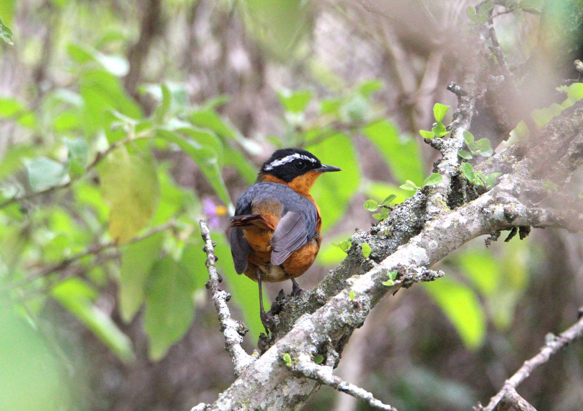 ConQuestbirding's tweet photo. Ruppell's Robin-Chat, a masterly songster #BirdsSeenIn2025 #birdwatching #birds https://t.co/kphQNa1o8T
