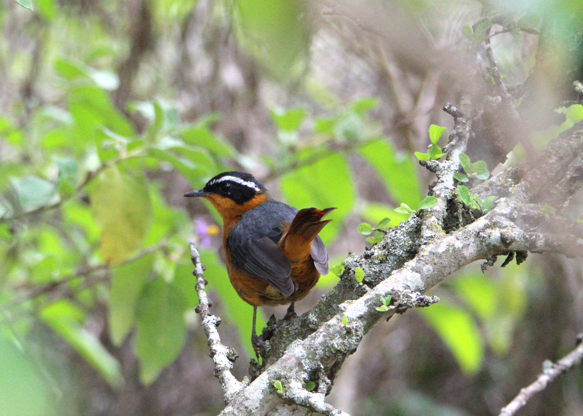 ConQuestbirding's tweet photo. Ruppell's Robin-Chat, a masterly songster #BirdsSeenIn2025 #birdwatching #birds https://t.co/kphQNa1o8T