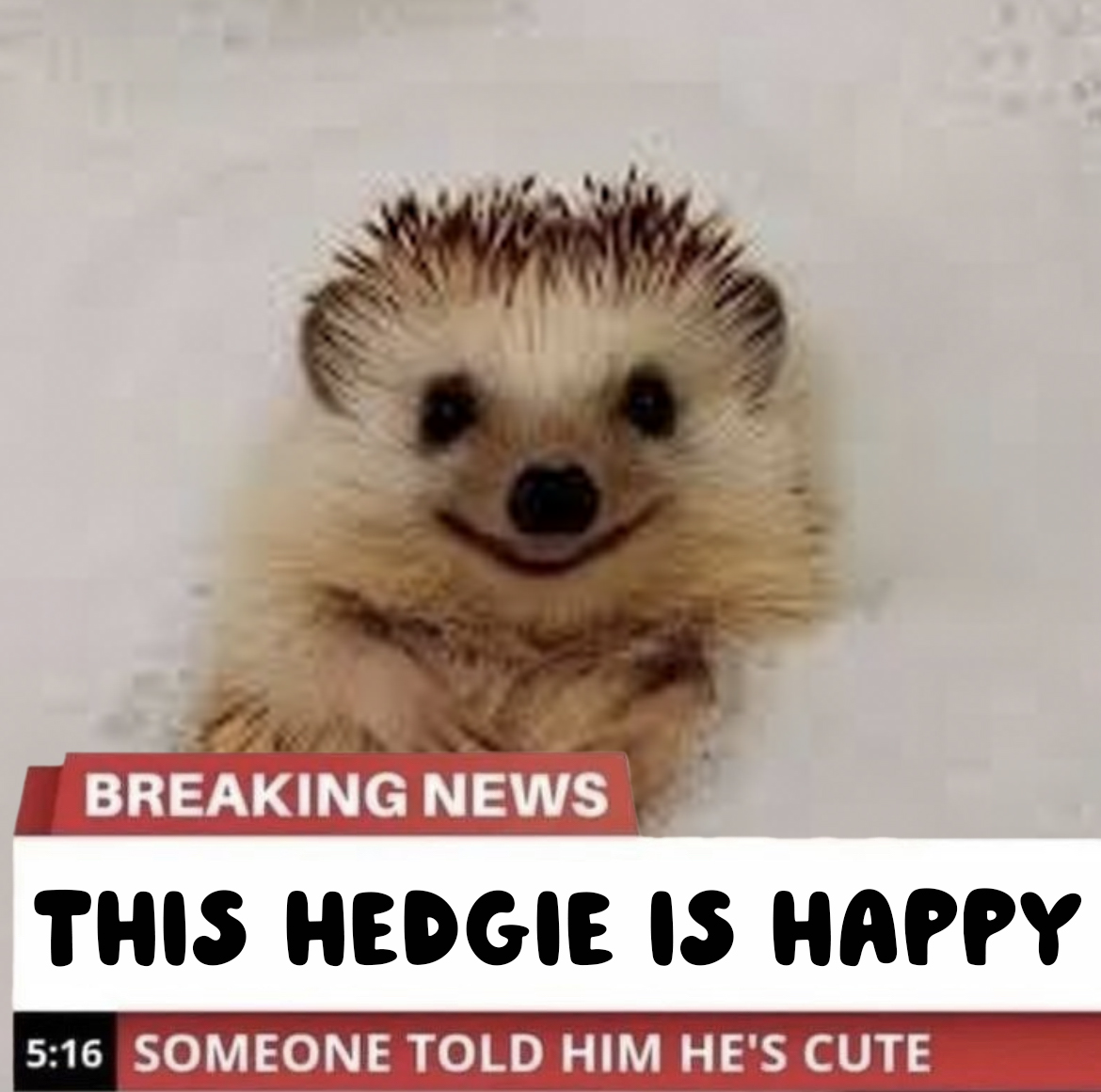 Fluffy Hedgehogs 🦔 (@hedgehogsnft) on Twitter photo 