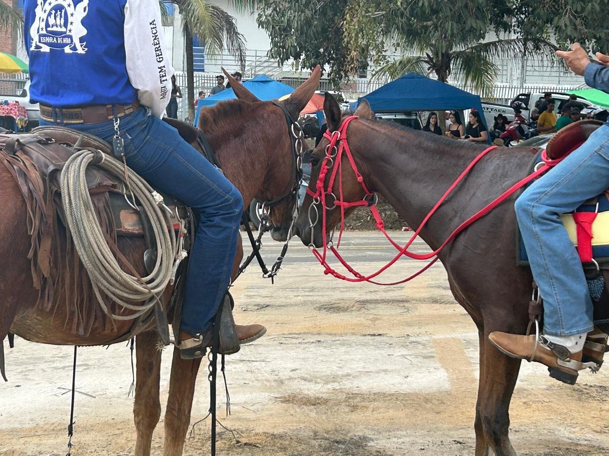 MPAC obtém condenações do Estado e dos Municípios de Cruzeiro do Sul e Mâncio Lima por irregularidades em cavalgadas oficiais mpac.mp.br/?post_type=post
