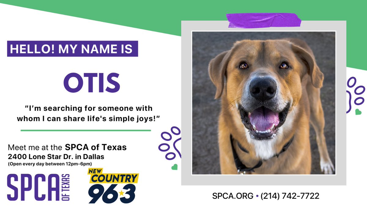 Otis is a 3-year-old guy with a calm and friendly nature, looking for someone to share life's simple joys with. Otis is known to be a good boy, and he tries really hard to live up to it. 

Otis is playful and friendly: spca.org/adoptable/otis/