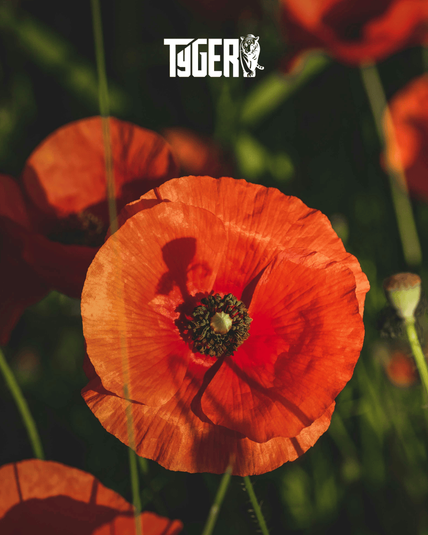 TygerGrp's tweet photo. We pause today to remember the heroes who gave everything for the freedoms we enjoy. Their sacrifice will never be forgotten.

#TygerGroup #LestWeForget #RemembranceDay https://t.co/9qfD9un69X