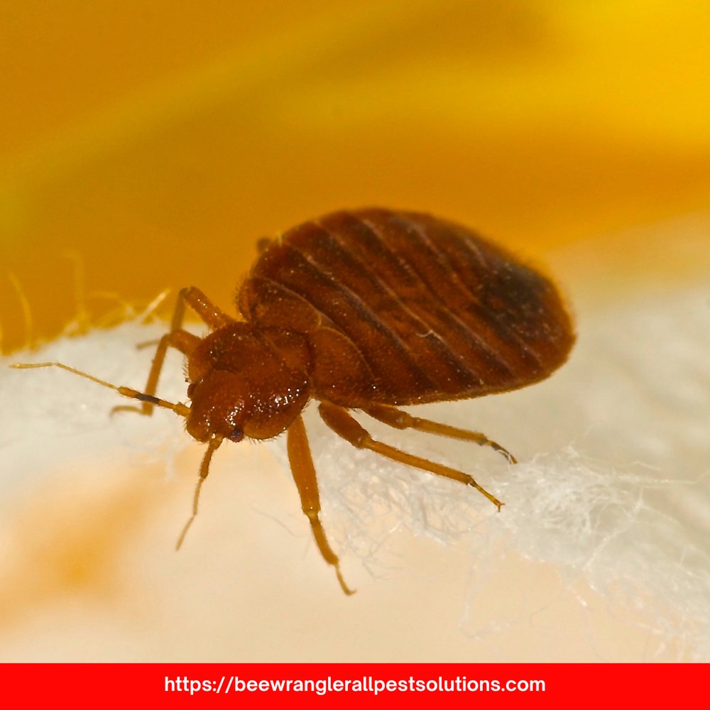 bee_wranglerAZ's tweet image. Losing sleep to bites? My bed bug exterminator service clears your home and helps you rest easy again. Don’t wait—schedule your treatment today! #BedBugExterminator #PhoenixAZ
beewranglerallpestsolutions.com/bed-bug-exterm…