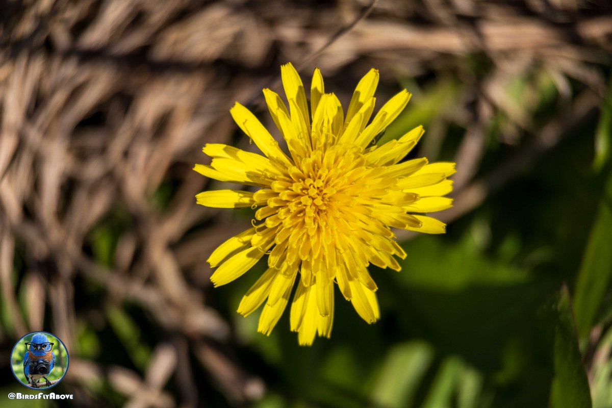 BirdsFlyAbove's tweet image. A single dandelion glows like a tiny sun against the quiet green. Simple beauty in the everyday. 🌼 #BirdsFlyAbove #Dandelion #MacroMagic