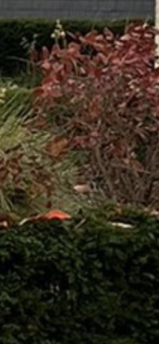 ⁦<a href="/robsellers123/">rob sellers🇾🇪</a>⁩ I was convinced that was him 🤷🏼‍♂️