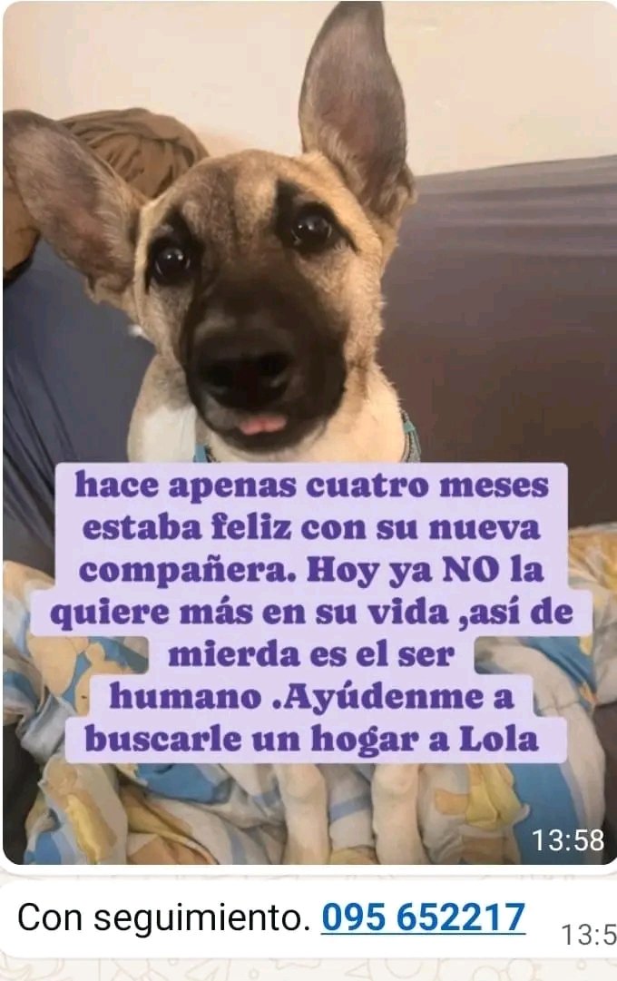 MatuNogueira's tweet photo. Busca un hogar cariñoso y responsable! Gracias por compartir. Contacto en la imagen. https://t.co/pH8qu0fqtn