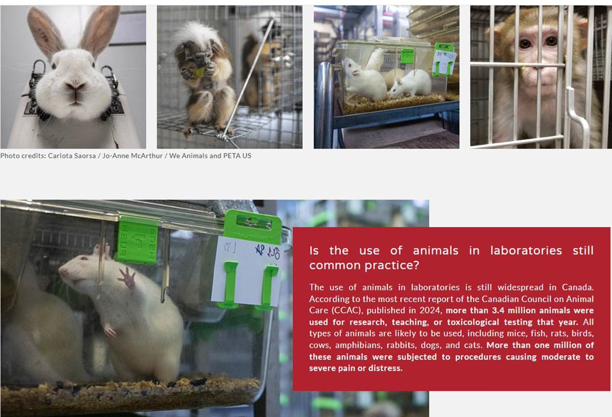 LionNSun022826's tweet photo. SIGN🙏
#Canada #StopAnimalTests #BanAnimalTests #BanAnimalTesting #NoToAnimalTests #StopAnimalTesting #NoToAnimalTesting #AnimalAbuse #AnimalCruelty #stopanimalcruelty #RescueDogs #RescueCats #AdoptDontShop #FriendsNotFood #Vegan #NoToDogAndCatMeat #BanFur
https://t.co/PLlBNcA6y1 https://t.co/AABuCjQn5i
