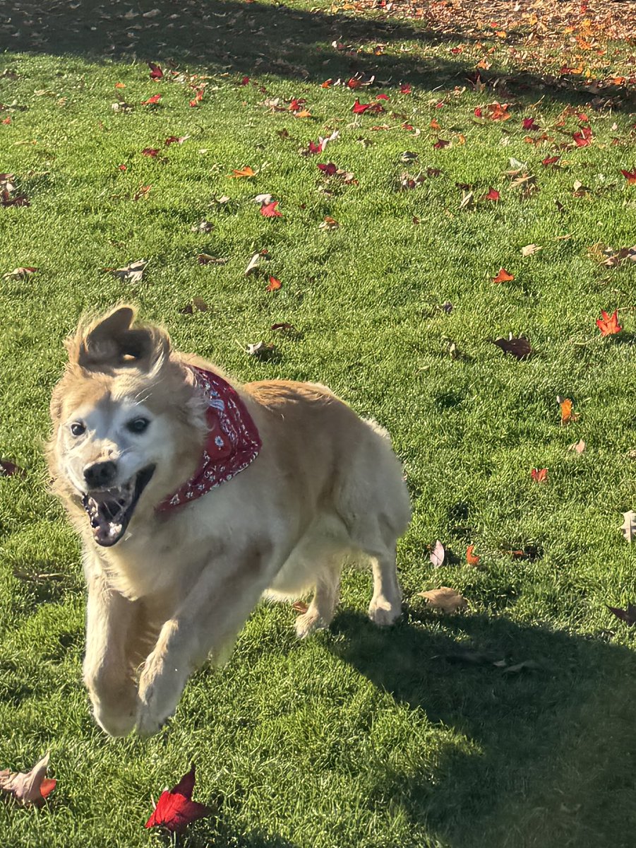 My wife just sent me this photo of our 11 year old dog on her daily walk. 

Enjoy 😂