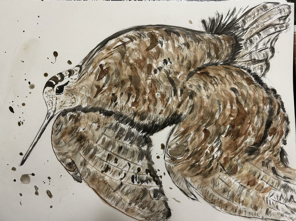 La mordorée la Belle des bois encore une ensorceleuse que j’aime 🥰. Belle soirée #chassepartage #IlssachentNouschassons à tous .