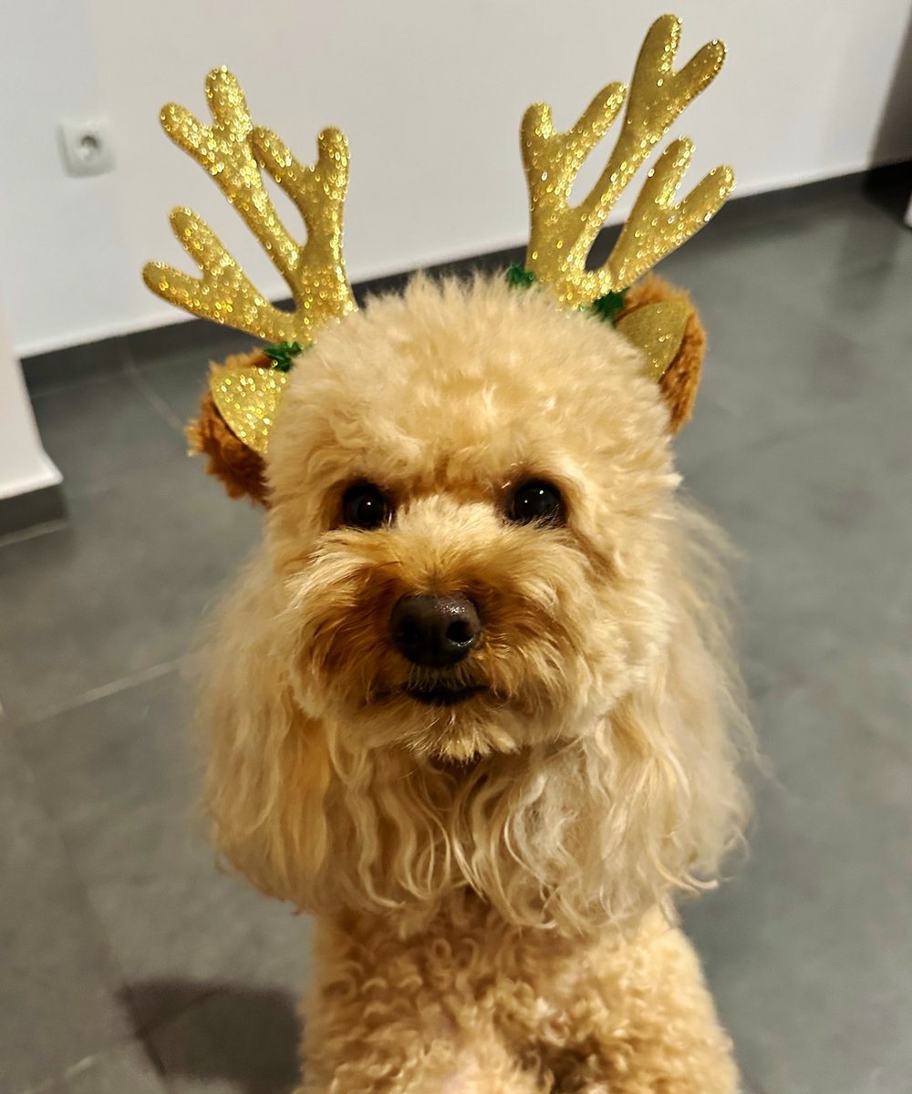 Santa’s new helper 🤎