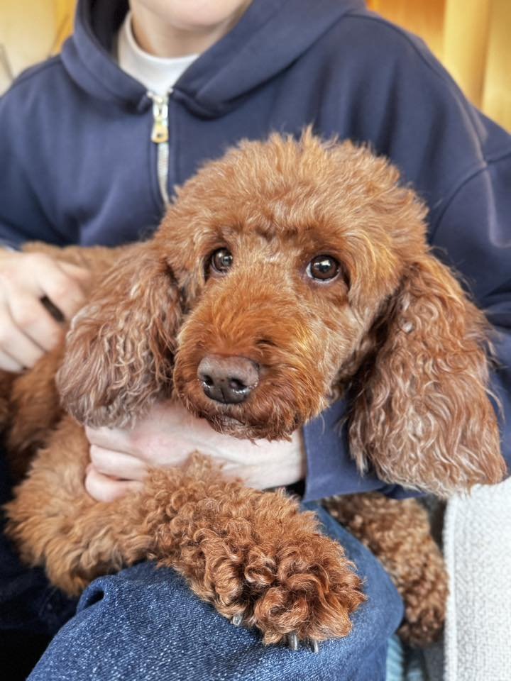millypod1's tweet image. 🆘11 NOV 2025 #Lost Lolly #ScanMe 
Chestnut Poodle Toy Female. LEAD ATTACHED
Whitehorse Pub #AL6 #Welwyn #Hertfordshire
She is newly adopted and not aware of the area. NERVOUS - PLEASE DO NOT CALL, CHASE OR TRY TO CATCH
doglost.co.uk/dog/200862