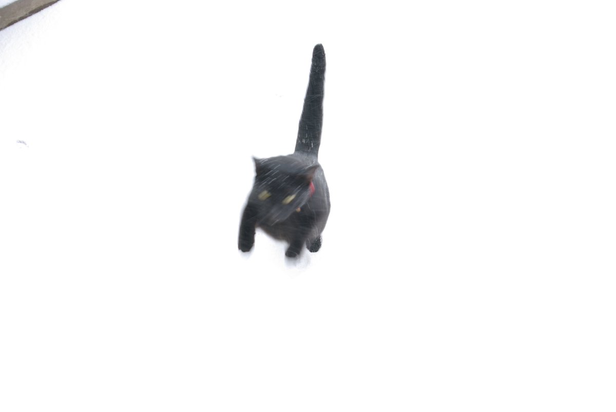 <a href="/RealFakeGator/">Gator The Catahoula</a> <a href="/dora_nlk/">Dora K</a> <a href="/4PupDad/">4 Pup Dad (minus 3)</a> <a href="/TinyPearlCat/">@Tiny Angel Pearl</a> <a href="/3phibotticelli/">Sassy& Angels Sadie & Phi</a> <a href="/TJS12145/">TJS</a> <a href="/MizzBassie/">🇺🇦MizzBassie</a> <a href="/Bea_Bells/">Bea</a> <a href="/LilyLuWhoT/">Lily💔Squirt Walter Winston Big Oranje Jodie</a> <a href="/SquirtTheCat/">SquirtMcSquirtface with kittens Trickle & Matilda</a> <a href="/SeattleP/">P & Angel Jeego</a> <a href="/GatorJailbird/">RealFakeGator inJail</a> <a href="/indulgedfurries/">Indulged Cats 🐱 (Raven)</a> <a href="/SirLongpaw/">Angel Sir Pickle Longpaw🐾🇨🇦</a> <a href="/TiggyBean/">TiggyBean</a> <a href="/DCKitty/">AngelDominique 🌻🇺🇦</a> <a href="/Slinky_The_Cat/">Slinky The Replicant 🦈❌♠️🏴‍☠️⚛️🏁</a> <a href="/moothemousecat/">miss e moo</a> <a href="/SassytheMinPin/">SassyTheMinPin</a> <a href="/kittehdaboi/">Breezyboi</a> <a href="/SpookyTheMagni1/">Fall 'Ova Spooky (ft:Miso,Soya,Loki & Aries)</a> <a href="/snickersmommie/">Ann Moslowitz & Sky</a> <a href="/HarveyButtonNZ/">Harvey Button</a> <a href="/LolaMennola/">Lola 🌈 💔 21/07/25 💔🌈</a> <a href="/GeorgeTheDuck/">George The Duck</a> <a href="/kconlon1/">Kimberly Conlon</a> <a href="/CinniMini2/">Angels Cinni, Oreo, and Hydrox</a> <a href="/NewttheCat/">Newt Liver Shunt Cat</a> I used love running around in the snow!