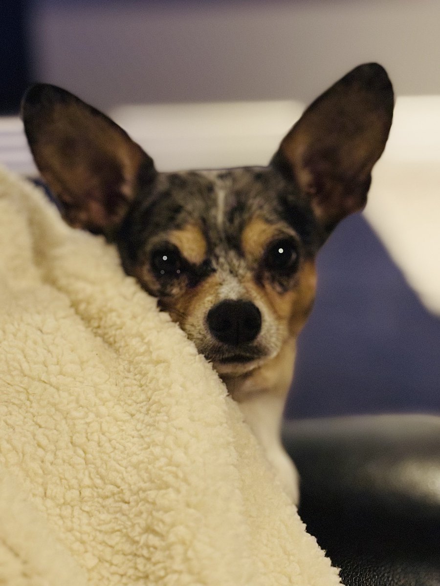 Dr Paula Foster tweet media