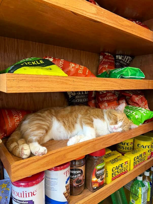 Bodega Cats (@bodegacats_) on Twitter photo 