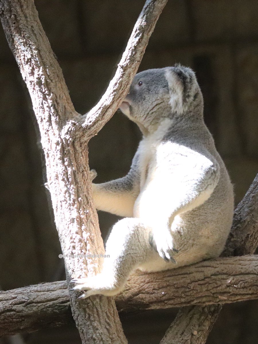 コアラ すめし on X