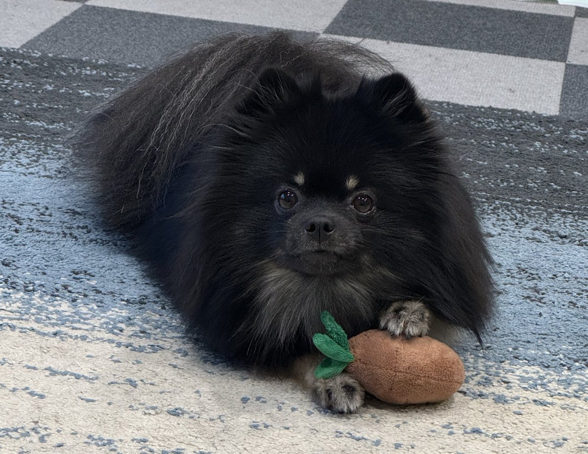 ポメラニアンの人専用 ちぷひま🐻🌻ポメラニアン (@chip1121pom) / Posts / X