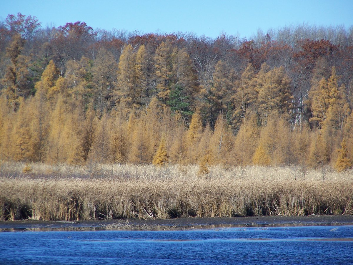 Today's photo theme is: Golden