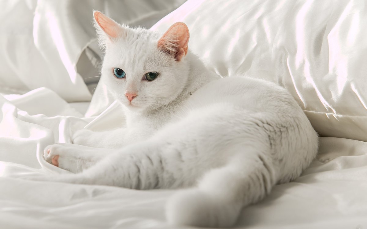 Ruled By Cats tweet media